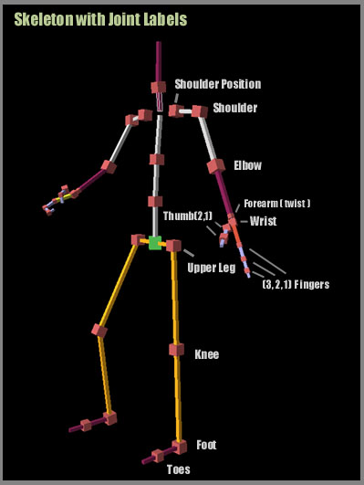 labeled 3d skeleton